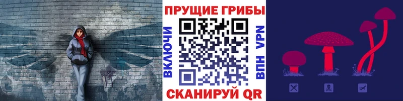 Псилоцибиновые грибы Cubensis  где продают   Киселёвск 